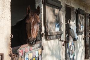 een paard dat uit het raam van een stal kijkt bij Domaine Equestre Etretat in Le Tilleul