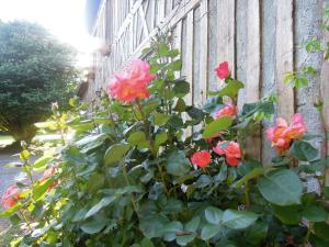 a bush of red roses next to a fence at LA MAISON DE LALETTE - B&B et Workshop Photo durant la belle saison - in Gruchet-Saint-Siméon