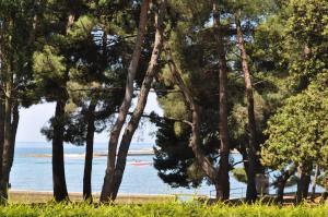 a view of a beach through a group of trees at Hotel Flores in Poreč