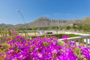 a bunch of purple flowers with mountains in the background at Apartamentos Massol in Port de Pollensa