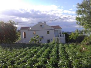 a white house behind a field of vines at Apartment Ruza in Sali