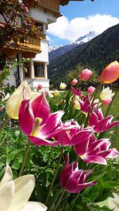 ノイシュティフト・イム・シュトゥーバイタールにあるLandhaus Alpensonneの家の前のピンクの花束