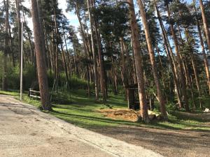 una strada sterrata accanto a una foresta di alberi di Guest House on Meskheti a Borjomi