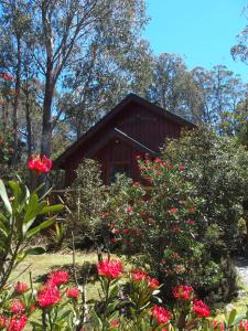 ein kleines Haus mit roten Blumen davor in der Unterkunft Cradle Highlander in Cradle Mountain