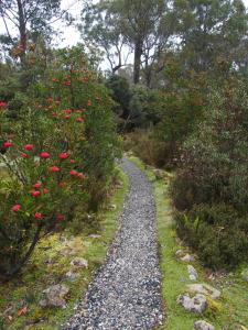 a gravel path with red flowers and trees at Cradle Mountain Highlanders in Cradle Mountain