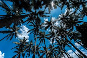 a group of palm trees against a blue sky at The Chandi Boutique Resort & Spa in Senggigi