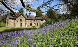 an old stone house with purple flowers in front of it at David's Organic Farm Wales in Llanfallteg