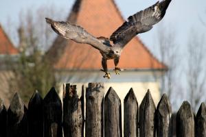 Zvieratá v dovolenkovom dome alebo blízkom okolí