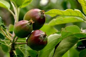 Photo de la galerie de l'établissement Bed and Breakfast Le Moulin De Champdurand, à Suze-la-Rousse