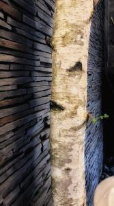 a tree trunk next to a brick wall at le XVI de la Rose in Lyon