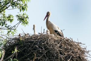 Animales en el apartamento o alrededores