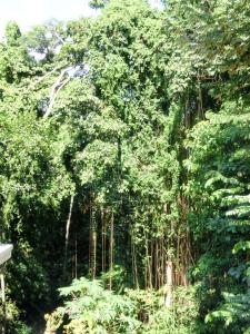 uma densa floresta de árvores com muitos ramos em Latugu Homestay Ubud em Ubud
