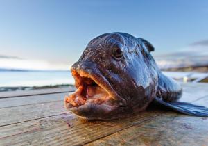 Fotografie z fotogalerie ubytování Vikran Vacation: Sea fishing and Northern Lights v destinaci Vikran