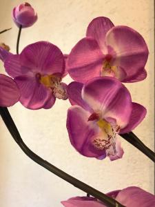 Fotografie z fotogalerie ubytování Chata Rosa v Malenovicích