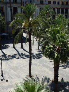 a large palm tree in the middle of a city at Roma Reial in Barcelona