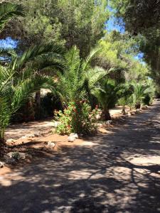 Zahrada ubytování Camping Cala dei Ginepri