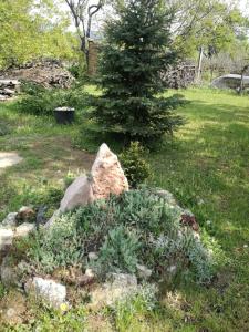 a rock in a garden with a pine tree at Margó Nyaraló in Balatonederics