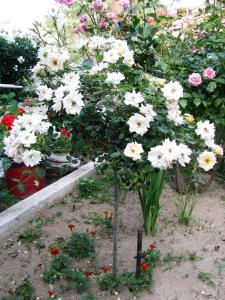 a small tree with white flowers in a garden at Anna Studios in Katapola
