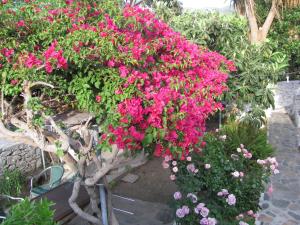a bunch of pink flowers in a garden at Anna Studios in Katapola