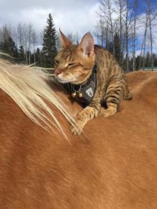 Domácí mazlíčci ubytovaní s hosty v ubytování Montana Hill Guest Ranch