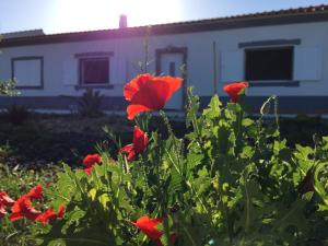a group of red flowers in front of a house at Solar da Cotovia in Albufeira