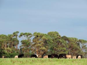 
a herd of cattle grazing on a lush green field at Ruby Rose in Simpson
