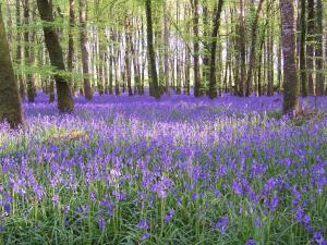 a field of purple flowers in the woods at Carrickamore Cottage in Boyle