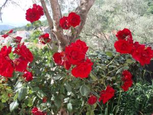 a group of red roses in front of a tree at M Group Studios in Tivat