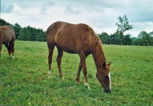 Altri animali domestici presso l'affittacamere o nei dintorni