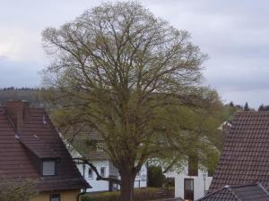 un arbre au milieu d'un groupe de maisons dans l'établissement Ferienwohnung Max, à Cassel