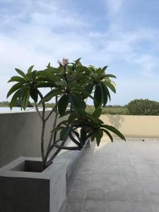Imagen de la galería de Tree Tops Yala, en Yala