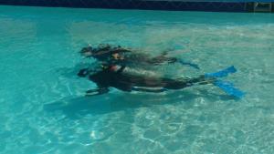 una tortuga en el agua en una piscina en Club Cantamar Beach Hotel & Marina, en La Paz
