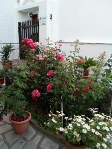 a garden with pink and white flowers in pots at Sofia's Garden Studios in Skopelos Town