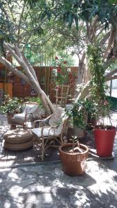 un patio con sillas, macetas y un árbol en Cielito Lindo, en Montpellier