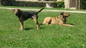deux chiens debout dans l'herbe dans une cour dans l'établissement A la belle histoire, à Châteauneuf-sur-Isère