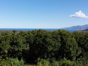 a group of trees with the ocean in the background at La Canardiere in Casta