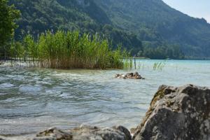 a body of water with some grass and rocks at Appart Weisse Urlauben am Wolfgangsee in Sankt Gilgen