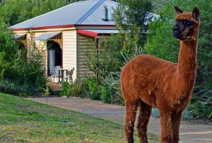 a brown and white horse standing in front of a house at Araluen Park Cottages in Lakes Entrance