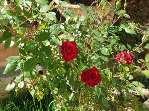 Imagen de la galería de Agriturismo Il Solaio, en Rapolano Terme