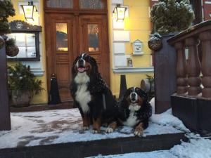 Zwierzęta zatrzymujące się w obiekcie Hotel Gasthof Post
