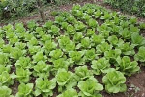A garden outside Albergo Santo Spirito