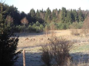 Zvieratá v dovolenkovom dome alebo blízkom okolí