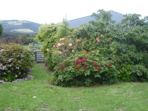 a group of bushes with flowers in a yard at Hilltop Accommodation Catlins in Papatowai