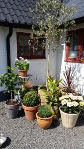 Zahrada ubytování Borrby B&B