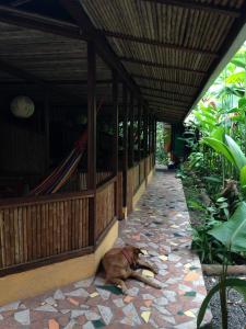 a dog laying on the ground next to a building at La Casa de Rolando in Puerto Viejo