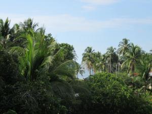 a group of palm trees in a forest of bushes at Villy's Cottage in Corn Island