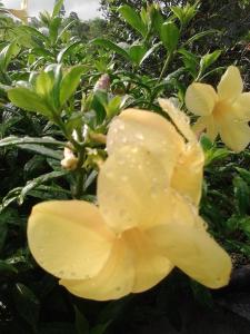 Una flor amarilla con gotas de agua. en View Point Lodge, en Mae Hong Son