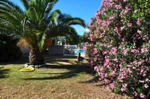 VentiseriにあるCasa Batelloの椰子の木とピンクの花