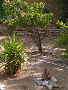 einen Garten mit einem Baum und einigen Pflanzen in der Unterkunft Alex Studios Tinos in Tinos