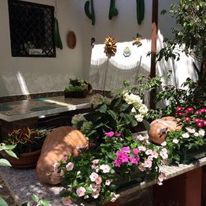 un groupe de plantes en pot sur un comptoir de fleurs dans l'établissement Villa Isabella, à Zambrone